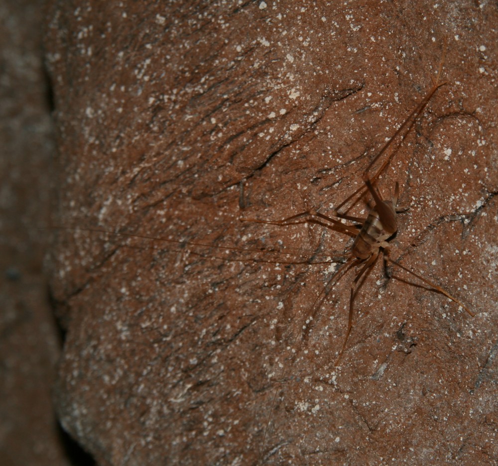 Ortottero cavernicolo: Dolichopoda sp.